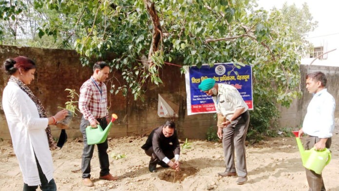 Tree plantation done on the environment day