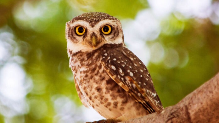 Forest department issued alert for the protection of owls